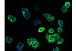 Immunofluorescent analysis of MCF-7 cells using CSB-PA007692LA01HU at a dilution of 1:100 and Alexa Fluor 488-congugated AffiniPure Goat Anti-Rabbit IgG(H+L)