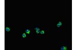 Immunofluorescent analysis of Hela cells using CSB-PA007696LA01HU at a dilution of 1:100 and Alexa Fluor 488-congugated AffiniPure Goat Anti-Rabbit IgG(H+L)