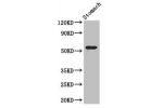 Western Blot<br />
Positive WB detected in:Mouse stomach tissue<br />
All lanes: ENTPD8 antibody at 2ug/ml<br />
Secondary<br />
Goat polyclonal to rabbit IgG at 1/50000 dilution<br />
Predicted band size: 54,50 kDa<br />
Observed band size: 54 kDa<br />