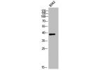 Western Blot analysis of K562 cells using CHST13 Polyclonal Antibody
