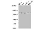 Western Blot<br />
Positive WB detected in:MCF-7 whole cell lysate,Hela whole cell lysate,Jurkat whole cell lysate,NIH/3T3 whole cell lysate<br />
All lanes:EPHB3 antibody at 2.7