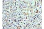 Immunohistochemistry of paraffin-embedded human salivary gland using CSB-PA007738ESR1HU at dilution 1:100