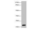 Western blot<br />
All lanes: EPO antibody at 3ug/ml+HepG-2 whole cell lysate<br />
Goat polyclonal to rabbit at 1/10000 dilution<br />
Predicted band size: 21 kDa<br />
Observed band size: 21 kDa<br />