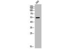 Western Blot analysis of 293 cells using ARX Polyclonal Antibody