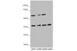 Western blot<br />
All lanes: ERLIN2 antibody at 3.1 ug/ml<br />
Lane 1 : 293T whole cell lysate<br />
Lane 2 : HepG-2 whole cell lysate<br />
Lane 3 : U251 whole cell lysate<br />
Lane 4 : Hela whole cell lysate<br />
Secondary<br />
Goat polyclonal to r