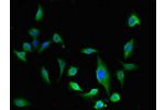 Immunofluorescent analysis of U251 cells using CSB-PA007823LA01HU at a dilution of 1:100 and Alexa Fluor 488-congugated AffiniPure Goat Anti-Rabbit IgG(H+L)