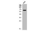 Western Blot analysis of mouse brain cells using CRMP-2 Polyclonal Antibody