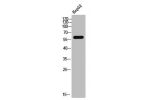 Western Blot analysis of HepG2 cells using CRMP-2 Polyclonal Antibody