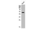Western Blot analysis of HepG2 cells using D1DR Polyclonal Antibody