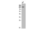 Western Blot analysis of 293 cells using Dsg1 Polyclonal Antibody