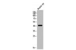 Western Blot analysis of HEPG2-UV cells using MKP-2 Polyclonal Antibody