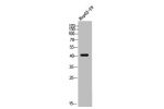 Western Blot analysis of HEPG2-UV cells using MKP-3 Polyclonal Antibody