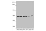 Western blot<br />
All lanes:
