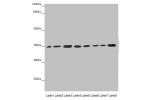 Western blot<br />
All lanes: