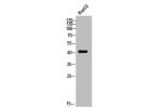 Western Blot analysis of HEPG2 cells using AT1 Polyclonal Antibody