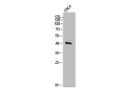 Western Blot analysis of COLO cells using MKP-4 Polyclonal Antibody