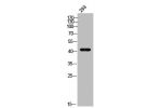 Western Blot analysis of 293 cells using APLNR Polyclonal Antibody