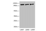 Western blot<br />
All lanes: EXO1 antibody at 10ug/ml<br />
Lane 1 : Hela whole cell lysate<br />
Lane 2 : 293T whole cell lysate<br />
Lane 3 : A549 whole cell lysate<br />
Secondary<br />
Goat polyclonal to rabbit IgG at 1/10000 dilution<br />
Predicte