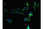 Immunofluorescent analysis of Hela cells using CSB-PA007923LA01HU at a dilution of 1:100 and Alexa Fluor 488-congugated AffiniPure Goat Anti-Rabbit IgG(H+L)