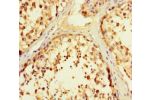 Immunohistochemistry of paraffin-embedded human testis tissue using CSB-PA007924LA01HU at dilution of 1:100