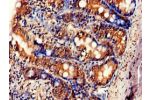 Immunohistochemistry of paraffin-embedded human small intestine tissue using CSB-PA007925LA01HU at dilution of 1:100