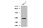 Western Blot<br />
Positive WB detected in: mouse brain<br />
All lanes: F3 antibody at 4ug/ml<br />
Secondary<br />
Goat polyclonal to rabbit IgG at 1/50000 dilution<br />
Predicted band size: 34,28 kDa<br />
Observed band size: 33 kDa<br />