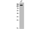 Western Blot analysis of 3T3 cells using EGF Polyclonal Antibody