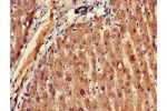 Immunohistochemistry of paraffin-embedded human liver tissue using CSB-PA007959LA01HU at dilution of 1:100