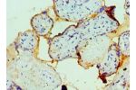 Immunohistochemistry of paraffin-embedded human placenta using CSB-PA007972ESR2HU at dilution 1:100
