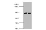 Western blot<br />
All lanes:Fas apoptotic inhibitory molecule 3 antibody at 2ug/ml<br />
Lane 1:rat spleen tissue<br />
Lane 2:rat kidney tissue<br />
Secondary<br />
Goat polyclonal to rabbit at 1/10000 dilution<br />
Predicted band size: 47kDa<br />
Ob