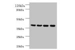 All lanes:Prootein FAM110B antibody at 2ug/ml<br />
Lane1:mouse sexual gland tissue<br />
Lane2:HepG2 whole cell lysate<br />
Lane3:mouse spleen tissue<br />
Lane4:A431 whole cell lysate<br />
Secondary<br />
Goat polyclonal to Rabbit IgG at 1/10000 dilut