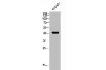 Western Blot analysis of HuvEc cells using FoxD4L1 Polyclonal Antibody