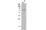 Western Blot analysis of HT-29 cells using APLF Polyclonal Antibody