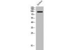 Western Blot analysis of Jurkat cells using EMR1 Polyclonal Antibody