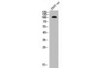 Western Blot analysis of 293T-UV cells using EphA7 Polyclonal Antibody