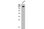 Western Blot analysis of JK cells using EphA7 Polyclonal Antibody