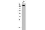 Western Blot analysis of COS-7 cells using EphB1 Polyclonal Antibody
