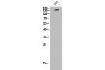 Western Blot analysis of 293 cells using Neu Polyclonal Antibody