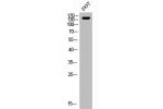 Western Blot analysis of 293T cells using ErbB-3 Polyclonal Antibody