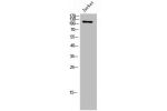 Western Blot analysis of JK cells using Flg/Bek Polyclonal Antibody