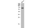 Western Blot analysis of mouse cells using Arylsulfatase G Polyclonal Antibody