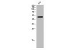 Western Blot analysis of 3T3 cells using FoxD4 Polyclonal Antibody