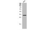 Western Blot analysis of K562 cells using FoxE3 Polyclonal Antibody