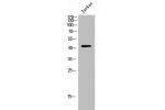 Western Blot analysis of Jurkat cells using Atg4b Polyclonal Antibody