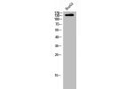 Western Blot analysis of HEPG2 cells using Flt3 Polyclonal Antibody