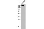 Western Blot analysis of SH-SY5Y cells using CLASP1 Polyclonal Antibody