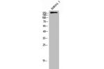 Western Blot analysis of RAW264.7 cells using LARG Polyclonal Antibody