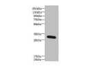 Western blot<br />
All lanes: FAM92A1 antibody at 1ug/ml+ Mouse brain tissue<br />
Goat polyclonal to rabbit at 1/10000 dilution<br />
Predicted band size: 34,29,32,31,12 kDa<br />
Observed band size: 33 kDa<br />