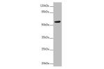 Western blot<br />
All lanes