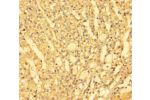 Immunohistochemistry of paraffin-embedded human pancreatic tissue using CSB-PA008428LA01HU at dilution of 1:100
